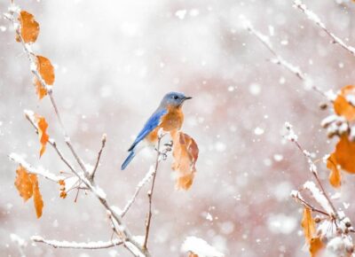 winter with a bird on a branch and snow in the background